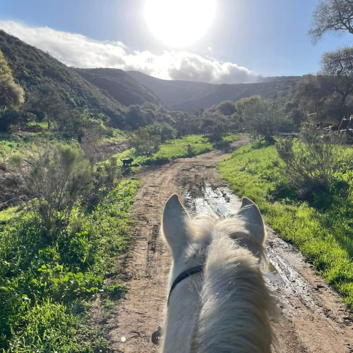 Horseback riding adventure for 2!